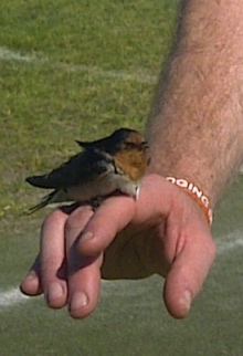 *The rescued swallow *The rescued swallow